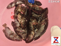 石斑鱼与断电之间因果关系鉴定