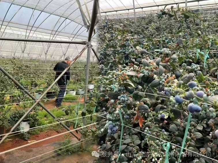 近500亩蓝莓被淹：损失如何算清？山东正信在云南蓝莓基地为您娓娓道来