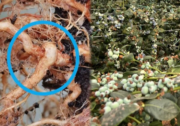 蓝莓“盘根”危机：别让根系悄悄毁掉你的园！