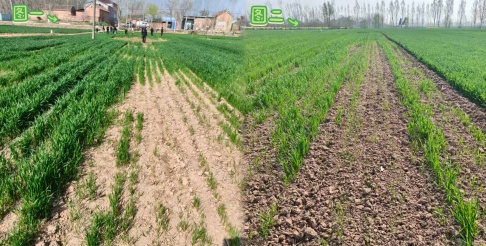 小麦春季受损减产，专业鉴定评估，为农户收成保驾护航