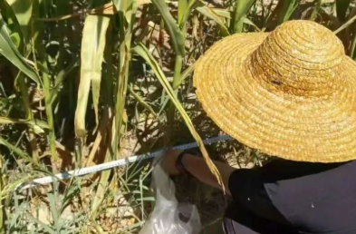 奔走田垄：多起玉米受损委托，耕耘不该独自承担损失