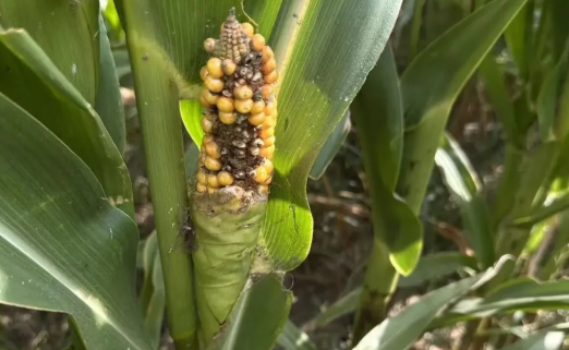 玉米临近成熟莫名成片干枯！分不清是旱是病？一份专业鉴定，帮秋收损失定责任
