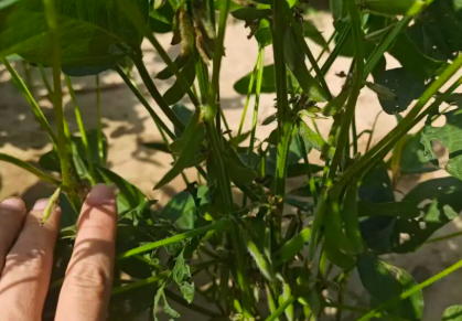 大豆空荚、瘪粒、早衰减产？专业勘验定责定损