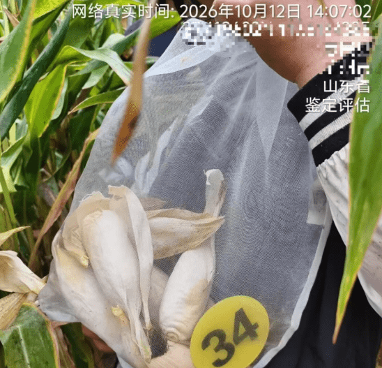 从田间到报告：独立第三方如何核定农损